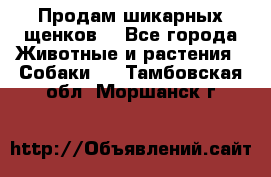 Продам шикарных щенков  - Все города Животные и растения » Собаки   . Тамбовская обл.,Моршанск г.